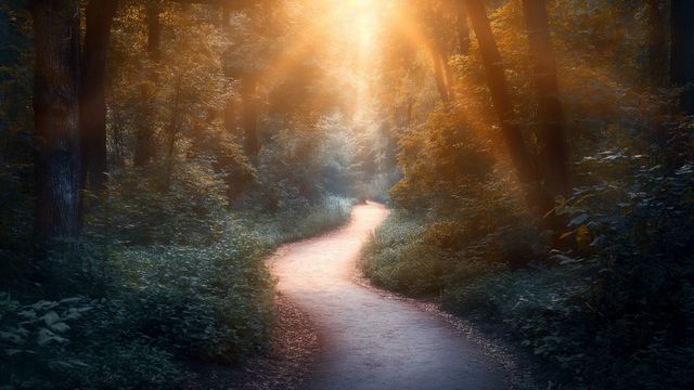 Camino que serpentea por un bosque con niebla y luz cálida